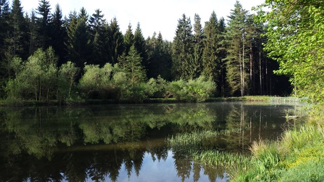 Ein idyllischer Waldsee